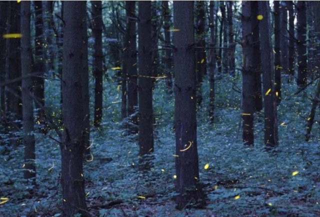 Video of the day: Mezmerizing time - lapse of fireflies!