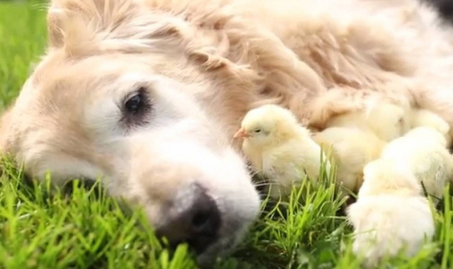 Ο σκύλος με τους... περίεργους «κολλητούς» (pics & vid)