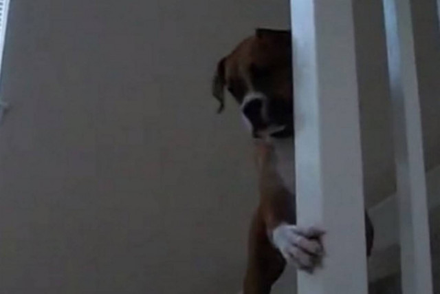 Απίστευτο! Σκύλος φοβάται ένα… (video)