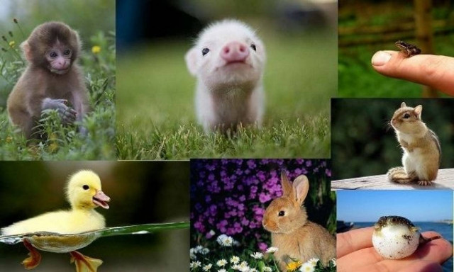 Αυτά τα μωρά χωράνε στην παλάμη μας! (εικόνες)