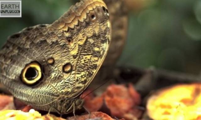 Εκπληκτικό! Δείτε σε slow motion πως πετάνε οι πεταλούδες