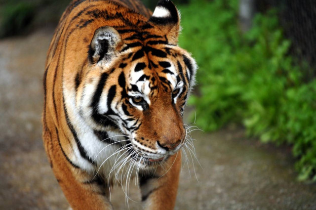 Έφυγε από τη ζωή η μία από τις δύο τίγρεις των Τρικάλων