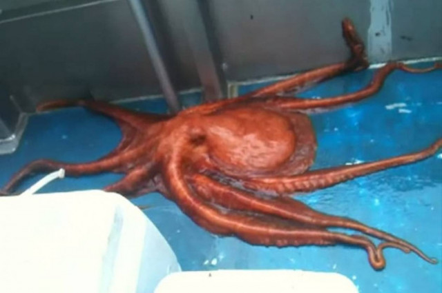 Δεν φαντάζεστε την απόδραση του χταποδιού από... (Video)