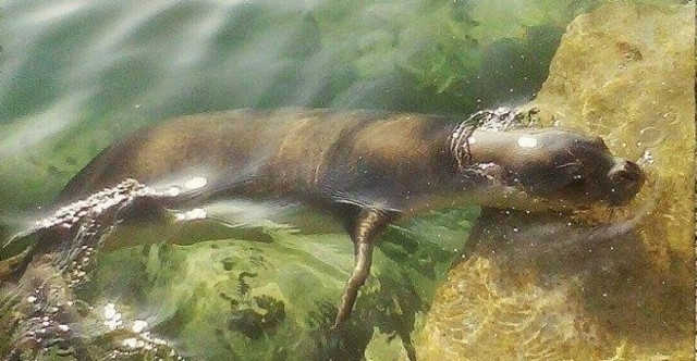 Καβάλα: Μικρή μεσογειακή φώκια έπαιζε στα βράχια