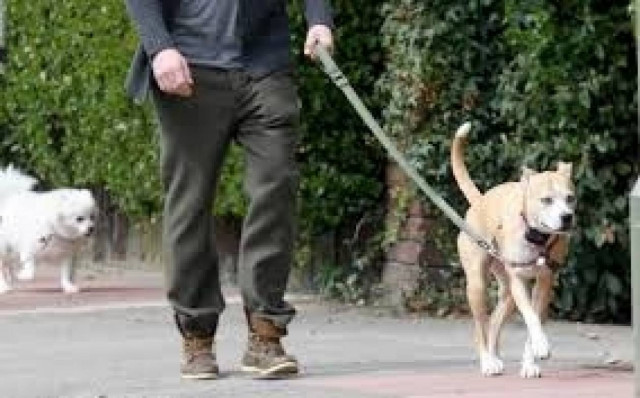 Δήμαρχος προσλαμβάνει ντετέκτιβ για τα... περιττώματα σκύλων!