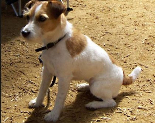 ΦΡΙΚΤΟ: Έσφαξαν σκυλάκι και πήραν το κρέας του (photo)