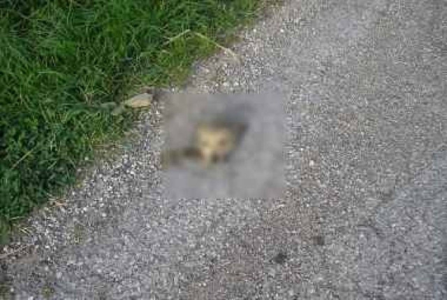 ΣΟΚΑΡΙΣΤΙΚΕΣ ΕΙΚΟΝΕΣ: Αποκεφάλισαν σκύλο στην Βούντενη Αχαΐας!