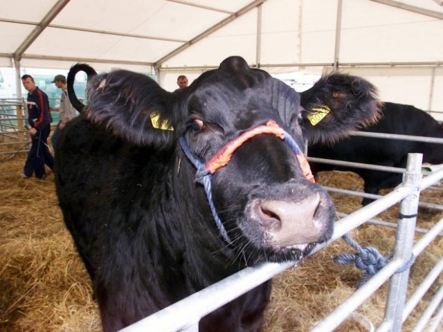 Πανελλήνια Ένωση Κτηνοτρόφων: Αντιδράσεις για τις τελικές ρυθμίσεις