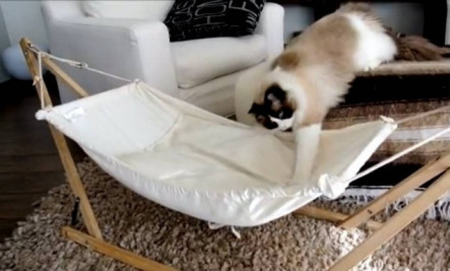 Γάτα εναντίον… αιώρας (video)