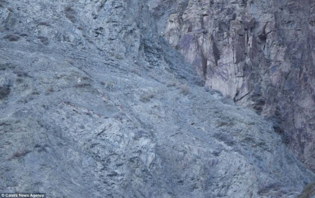 Θα σας καθηλώσει: Μπορείτε να βρείτε τη λεοπάρδαλη; (pics)