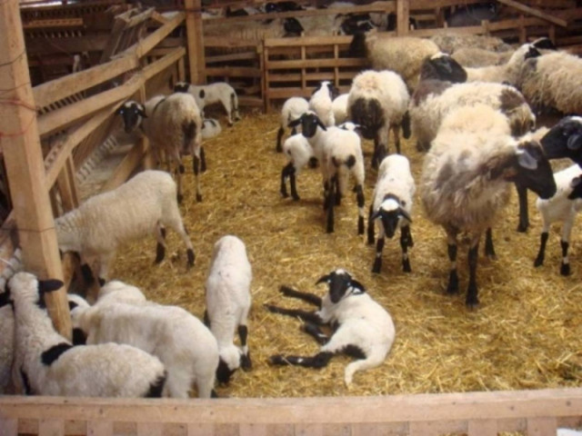 Χαλκιδική: Έφτιαχναν κοπάδι με… κλεμμένα ζώα!