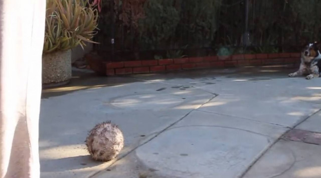 Νομίζεις ότι έχεις έξυπνο σκύλο; Δες αυτό!