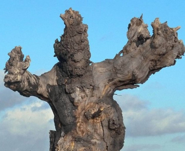 Δέντρα που προκαλούν… τρόμο (pics)