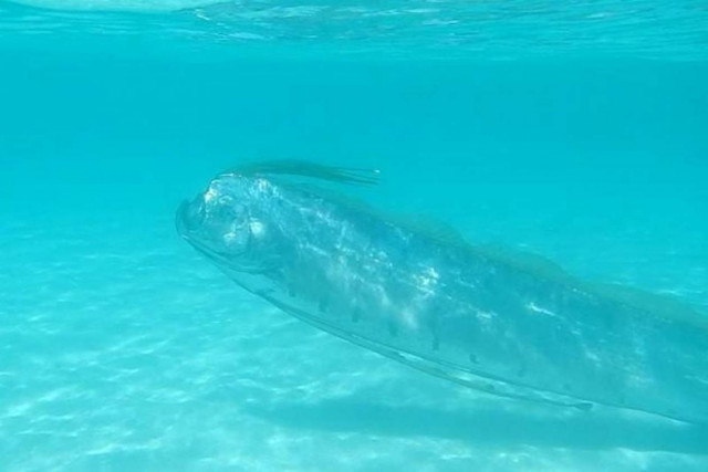 Μυθικά θαλάσσια τέρατα στο Μεξικό! (video+photos)