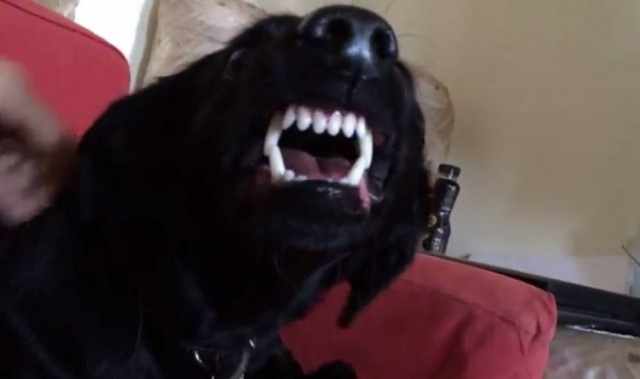 Ο σκύλος που εκφράζει περίεργα τη χαρά του