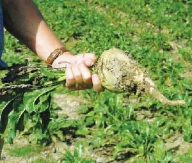 Στα 78.000 στρέμματα φέτος τα τεύτλα σε Πλατύ, Σέρρες, Ορεστιάδα