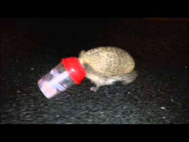 Σκαντζόχοιρος ήθελε απλά να πιει το μιλκσέικ του… (video)