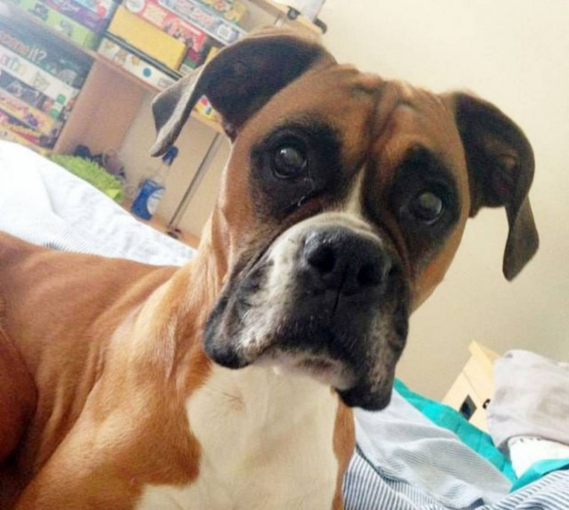 Άφησε το μπόξερ της να ψοφήσει από ασιτία και αφυδάτωση