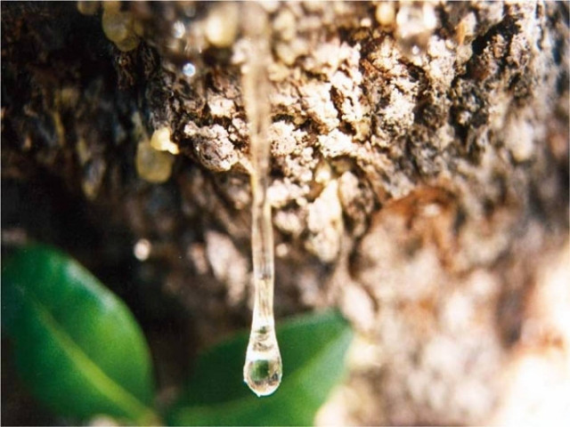 Μαστίχα Χίου: Το πολύτιμο δάκρυ