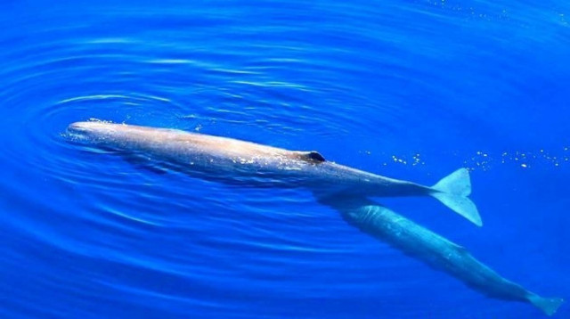 Μία μαγική στιγμή στο Αιγαίο!