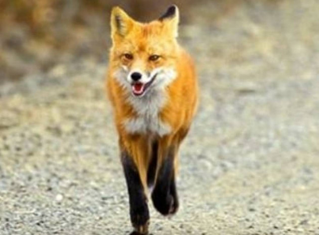 Πέμπτο κρούσμα λύσσας στα Τρίκαλα