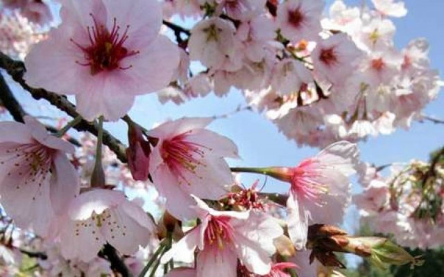 Το μυστήριο της κερασιάς που επέστρεψε από το... διάστημα!