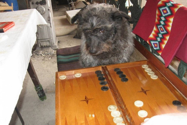 ΑΝΕΚΔΟΤΟ: Ξέρει ο σκύλος τάβλι;