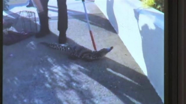 Κροκόδειλος σκόρπισε τον τρόμο σε εμπορικό! (video)