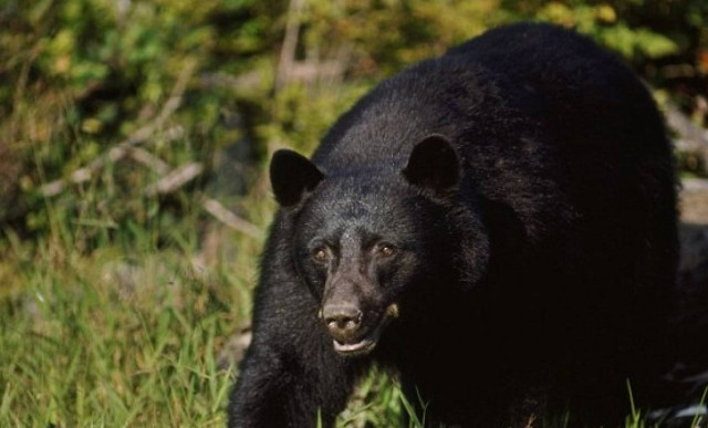 Βγήκε να πετάξει τα σκουπίδια και της επιτέθηκαν αρκούδες