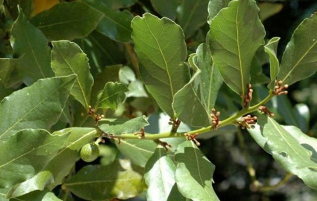 Κυριακή των Βαΐων: Τα βάγια στις εκκλησίες και τα «βαγιοχτυπήματα»