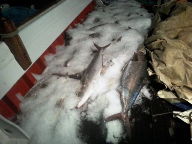 Κρήτη: Κατάσχεση παράνομων αλιευμάτων στο Ηράκλειο