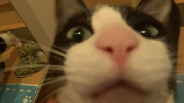 Γάτα τρελαίνεται από χαρά με την επιστροφή του ιδιοκτήτη της (Video)