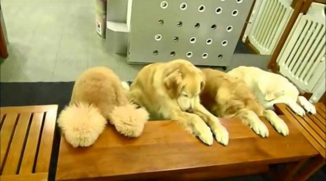 Κι όμως υπάρχει: Σκύλοι προσεύχονται πριν το φαγητό (video)