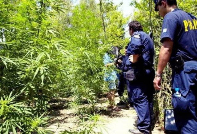 Κατερίνη: Συνελήφθη 54χρονος που καλλιεργούσε δενδρύλλια κάνναβης