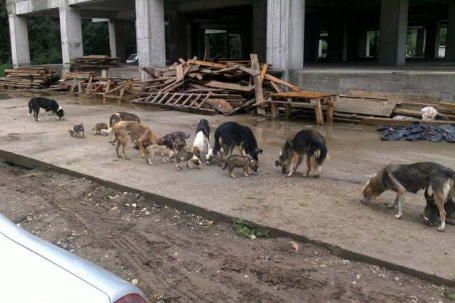 Ρουμανία: Κοριτσάκι ξεκίνησε εκστρατεία για τα αδέσποτα