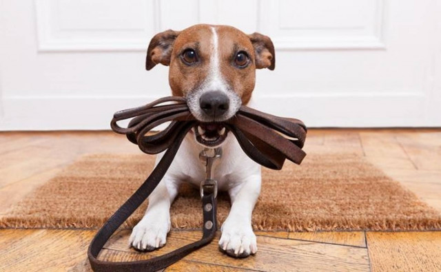 Πώς ένας σκύλος μπορεί να βοηθήσει ένα παιδί με αυτισμό