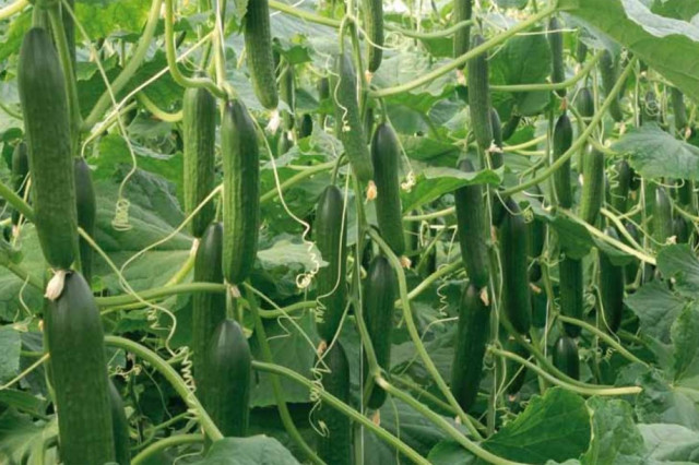 Σε ανατολικές χώρες 1.200 τόνοι ελληνικών αγγουριών