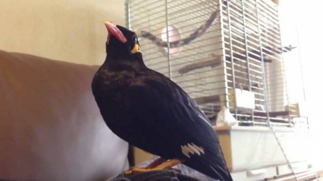 Μάινα μιλά ιαπωνικά! (video)