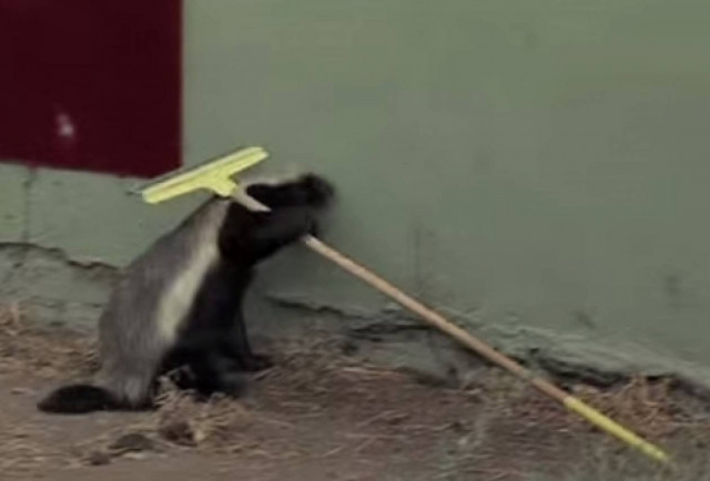 Κι όμως... Οι ασβοί είναι πανέξυπνοι (vid)