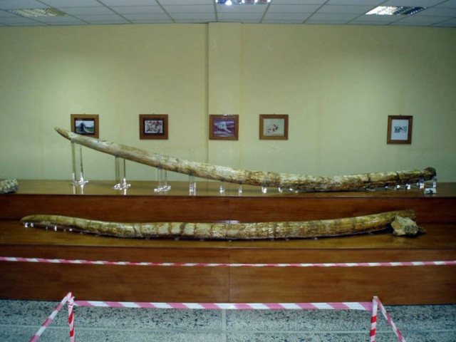 Αναλύσεις DNA κατεψυγμένων μαμούθ στα...Γρεβενά