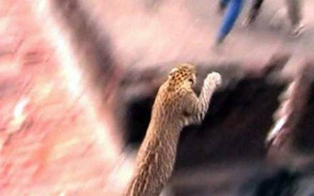 Βίντεο: Πανικό σε γειτονιά σκόρπισε μια τρομοκρατημένη...