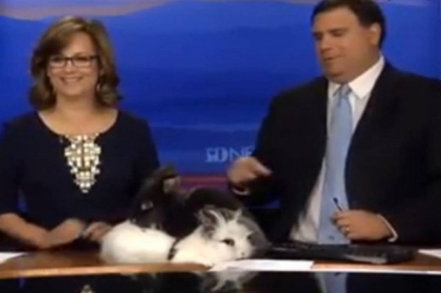 Ασυγκράτητα κουνέλια κάνουν σεξ στον… αέρα! (video)