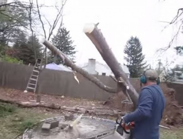 Video of the day: Cutting the magic tree
