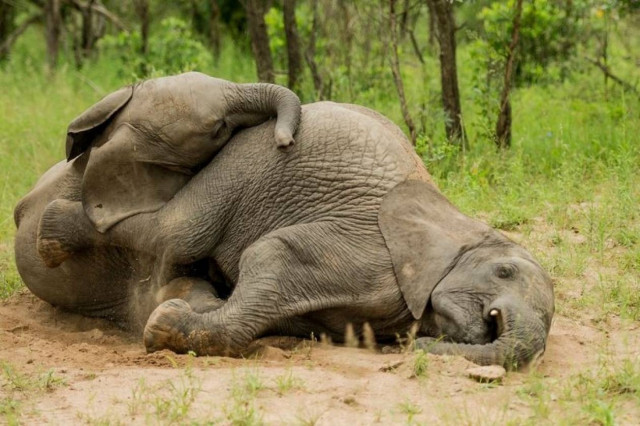 Ελέφαντες… λιώμα μετά από μεθύσι! (photos)