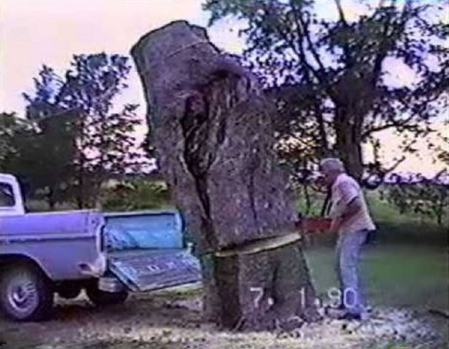 Η κοπή ενός δέντρου κατευθείαν στην καρότσα του φάνηκε καλή ιδέα (vid)
