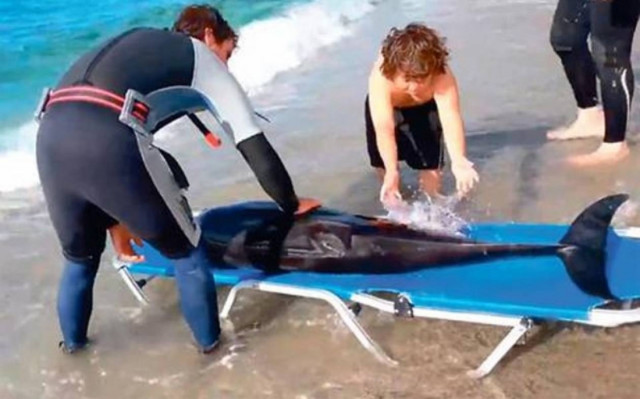 «Ανέστησαν» δελφίνι στο Ρέθυμνο