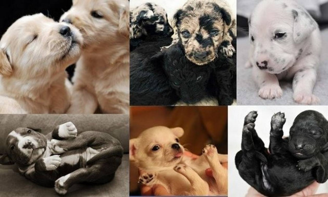 Είναι αξιολάτρευτα! Μόλις γεννήθηκαν και ποζάρουν!