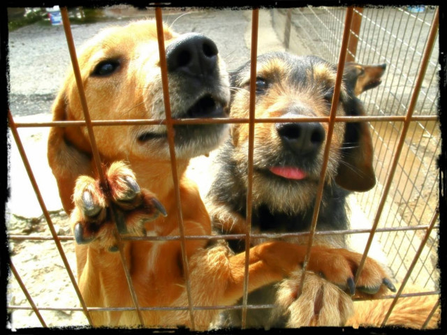 Εδεσσα: Σημαντική εξέλιξη για το καταφύγιο αδέσποτων ζώων