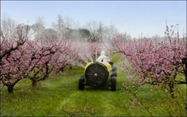 Tράπεζα Πειραιώς: Νέες συμφωνίες για ροδάκινο και ελιά