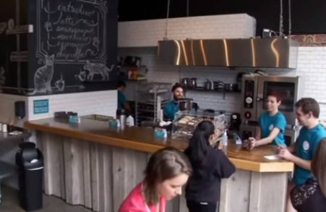 Γατοκαφετέρια στην καρδιά της Νέας Υόρκης (vid)